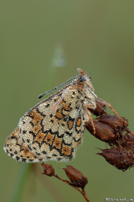 Glanville Fritillary - Melitaea cinxia