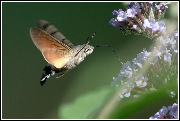 Humming-bird Hawk-moth - Macroglossum stellatarum