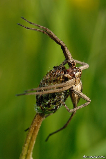Nursery web spider - Pisaura mirabilis
