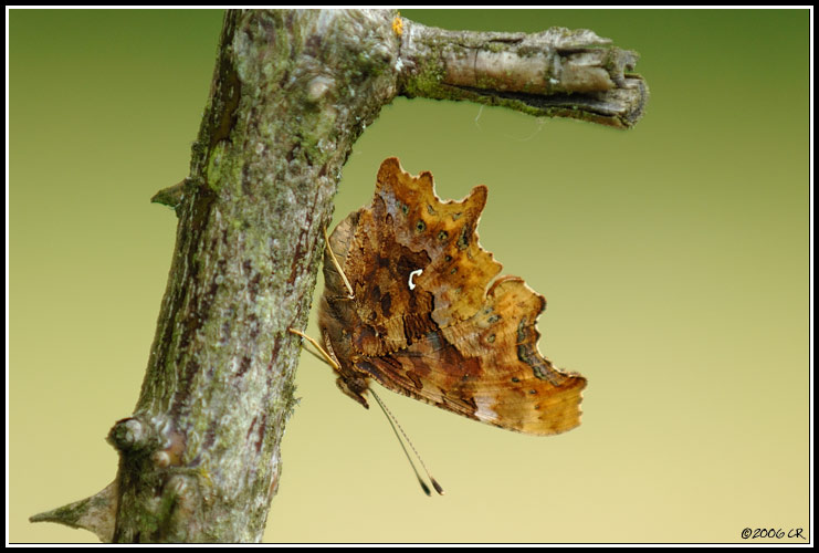 Comma Butterfly - Polygonia c-album