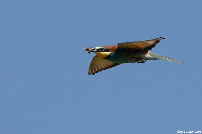 European bee-eater - Merops apiaster