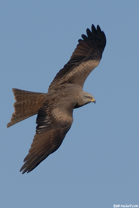 Black kite - Milvus migrans
