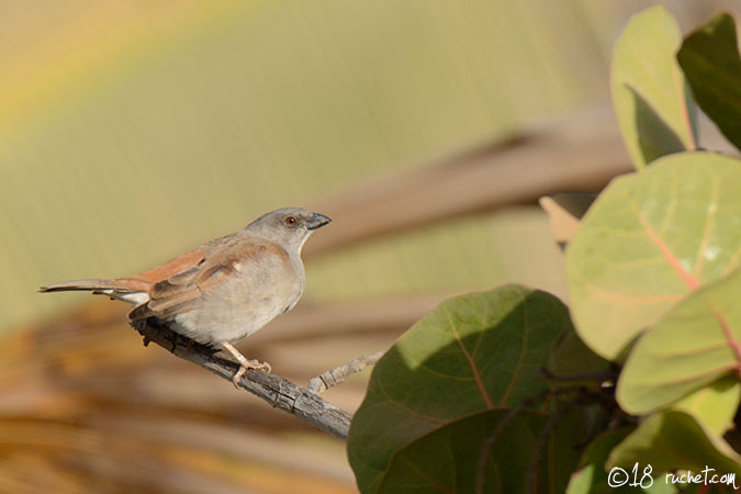 Northern Grey-headed Sparrow - Passer griseus