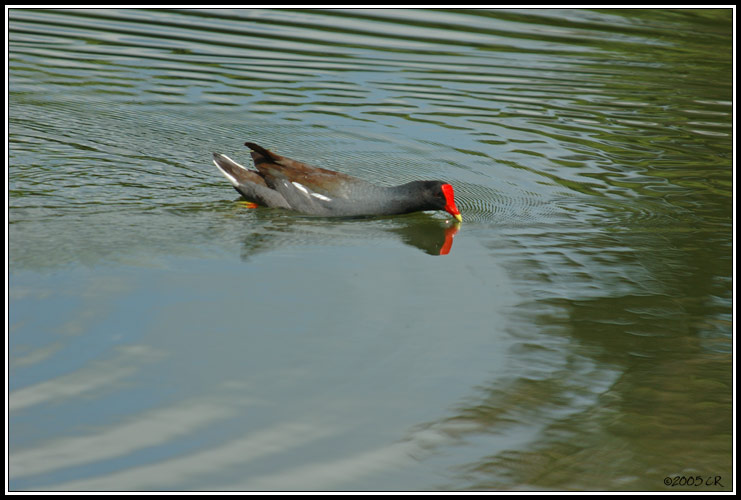 Gallinule poule-d'eau (Gallinula chloropus)