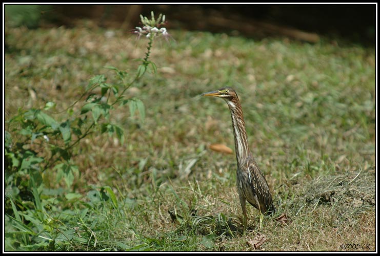 Héron vert (Butorides virescens)