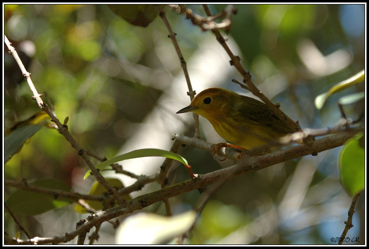 Paruline Jaune (Dendroica petechia)