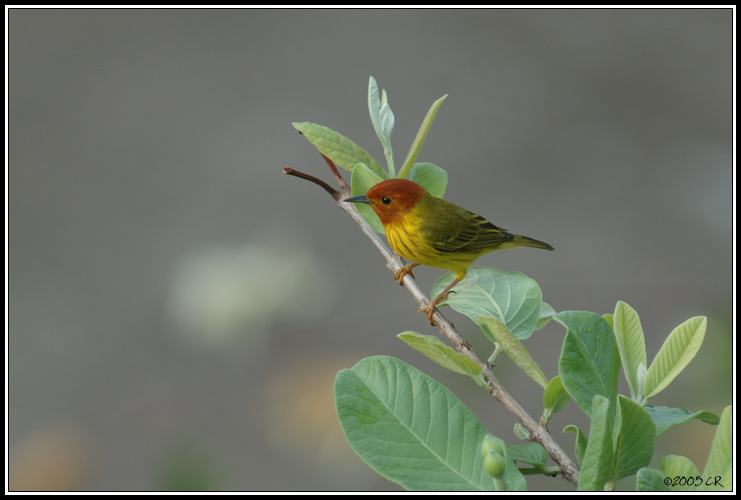 Paruline Jaune (Dendroica petechia)