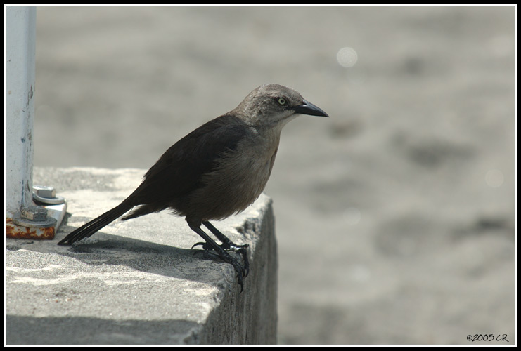 Quiscale merle femelle (Quiscalus lugubris)