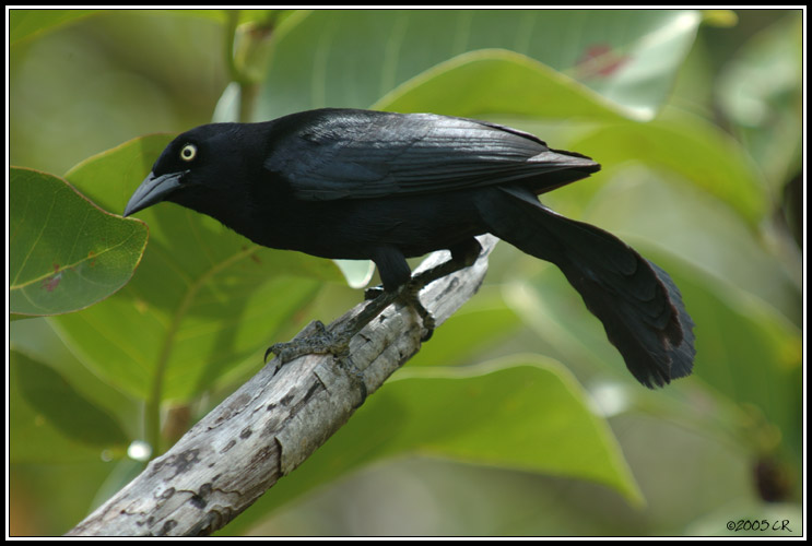 Quiscale mâle femelle (Quiscalus lugubris)