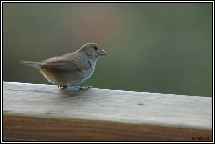 Sporophile rouge gorge femelle (saltator albicolli)