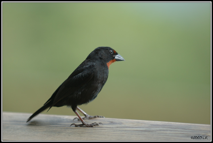 Sporophile rouge gorge mâle (saltator albicolli)