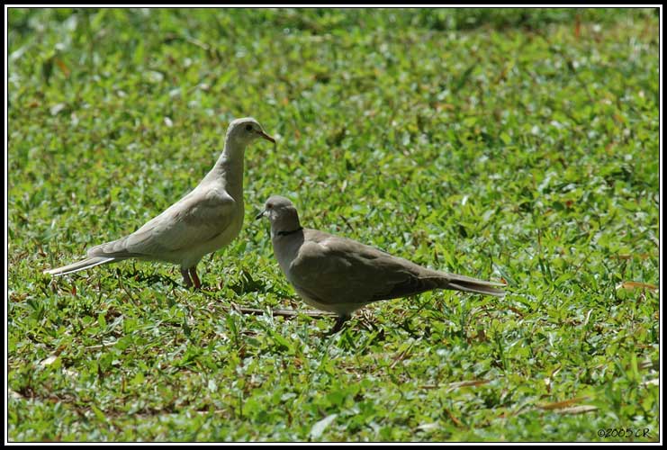 Tourterelle turque (Streptopelia decaocto)