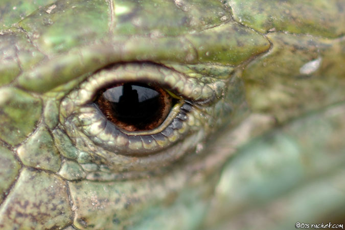 Green lizard - Lacerta bilineata