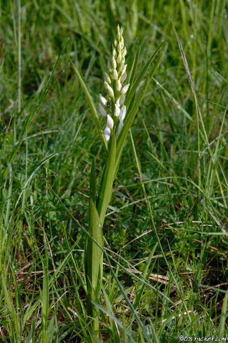 Sword-leaved Helleborine - Cephalanthera longifolia