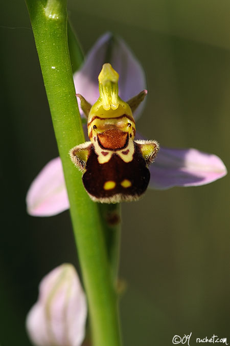 Ophrys apifera - Ophrys apifera