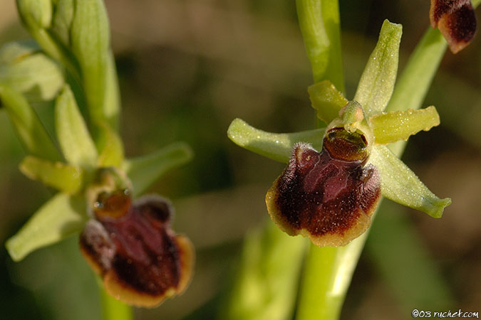 Early spider-orchid - Ophrys aranifera