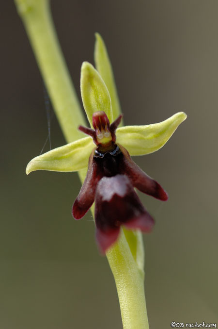 Fliegen-Ragwurz - Ophrys insectifera