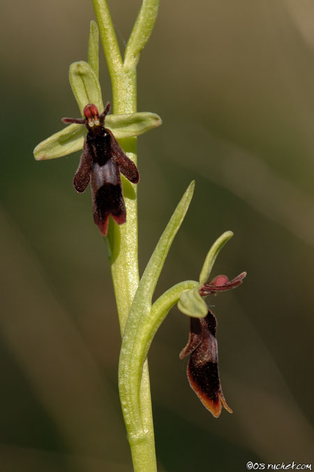 Ofride fior mosca - Ophrys insectifera