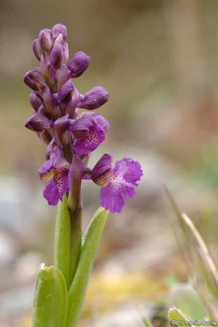 Green-winged Orchid - Anacamptis morio, syn. Orchis morio