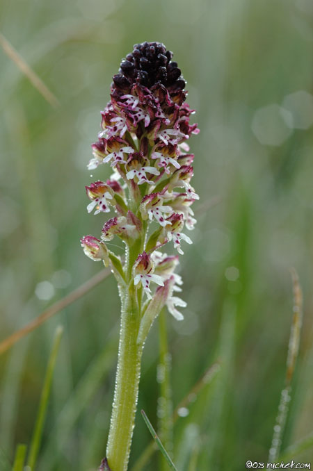 Orchis brûlé - Neotinea ustulata