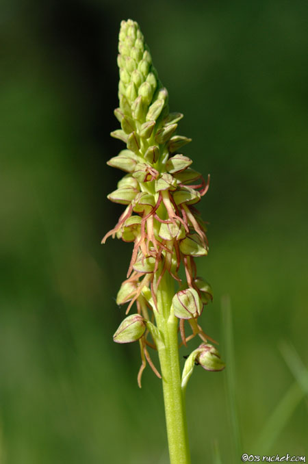 Man orchid - Aceras anthropophorum