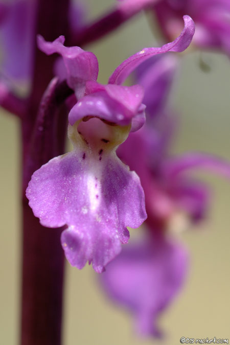 Orchis mâle - Orchis mascula