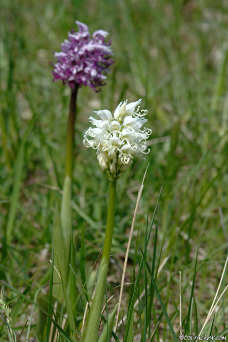 Monkey orchid - Orchis simia