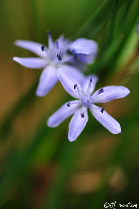 Zweiblättriger Blaustern - Scilla bifolia
