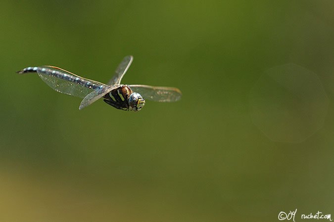 Torf-Mosaikjungfer - Aeshna juncea