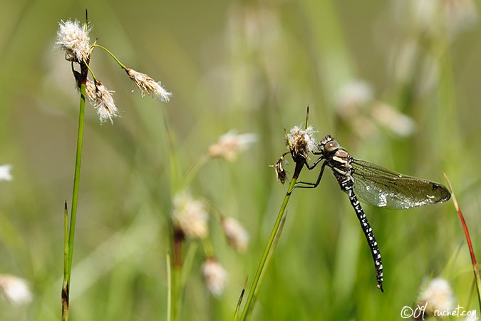 Torf-Mosaikjungfer - Aeshna juncea