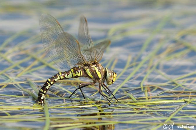 Torf-Mosaikjungfer - Aeshna juncea