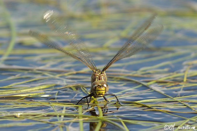 Torf-Mosaikjungfer - Aeshna juncea