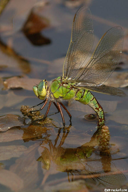Anax empereur - Anax imperator