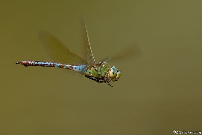 Libellula imperatore - Anax imperator