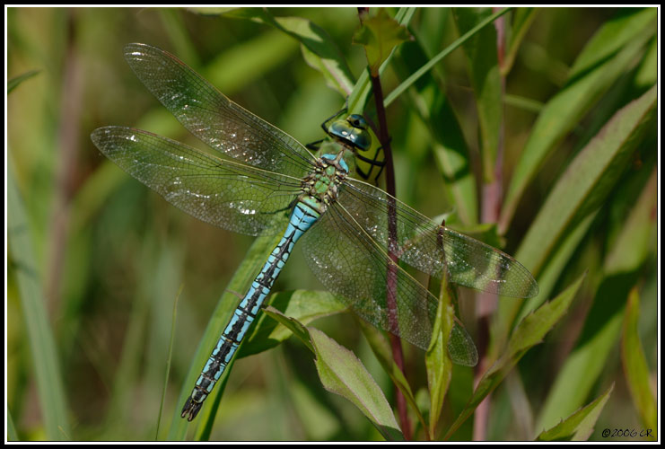 Libellula imperatore - Anax imperator