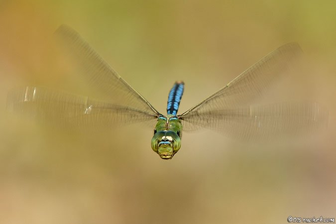 Libellula imperatore - Anax imperator