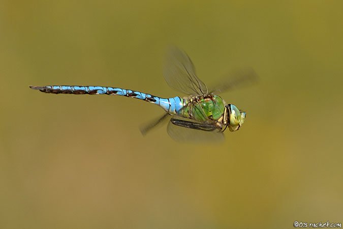 Libellula imperatore - Anax imperator