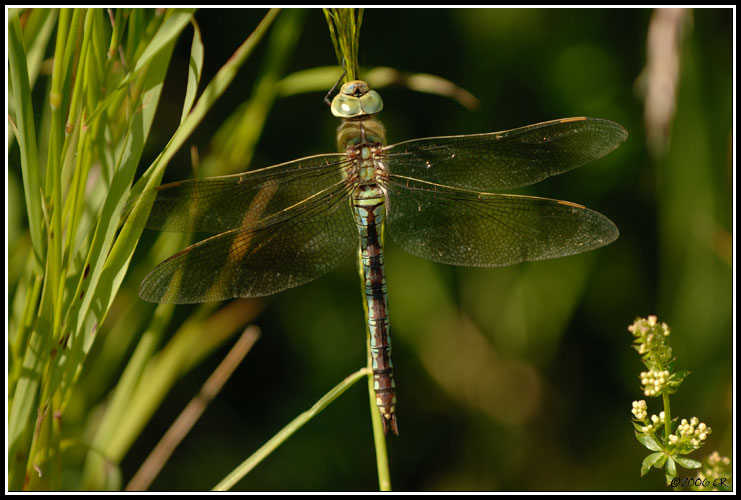 Libellula imperatore - Anax imperator