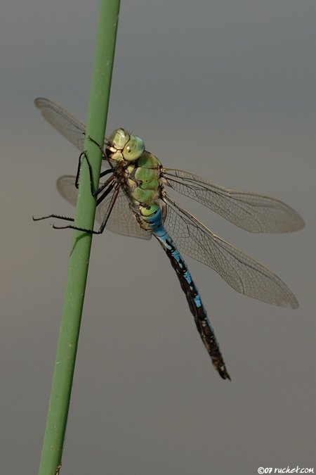 Libellula imperatore - Anax imperator