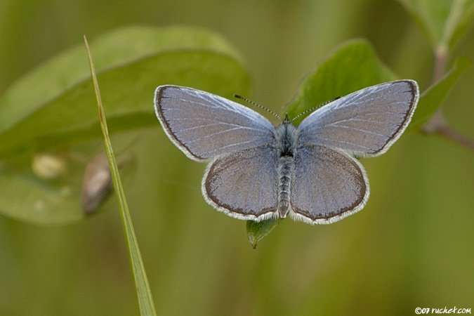 Argo azzurro - Polyommatus icarus