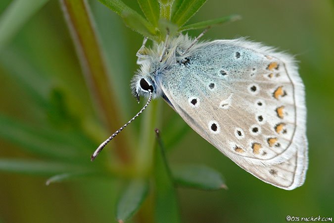 Argo azzurro - Polyommatus icarus