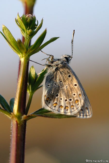 Argo azzurro - Polyommatus icarus