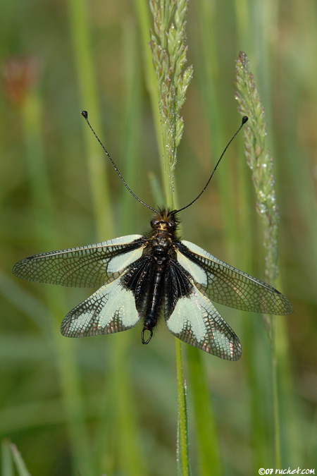 Owlfly - Libelloides coccajus