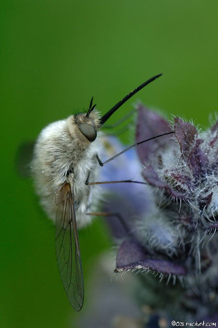 Bee Fly - Bombylius sp.