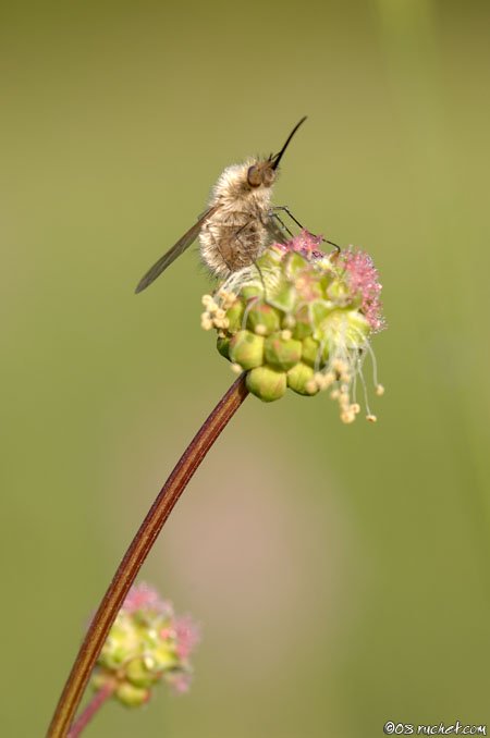 Bee Fly - Bombylius sp.