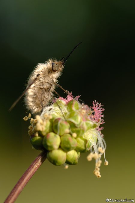 Bee Fly - Bombylius sp.