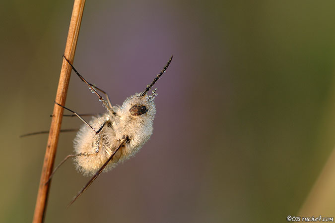Bee Fly - Bombylius sp.