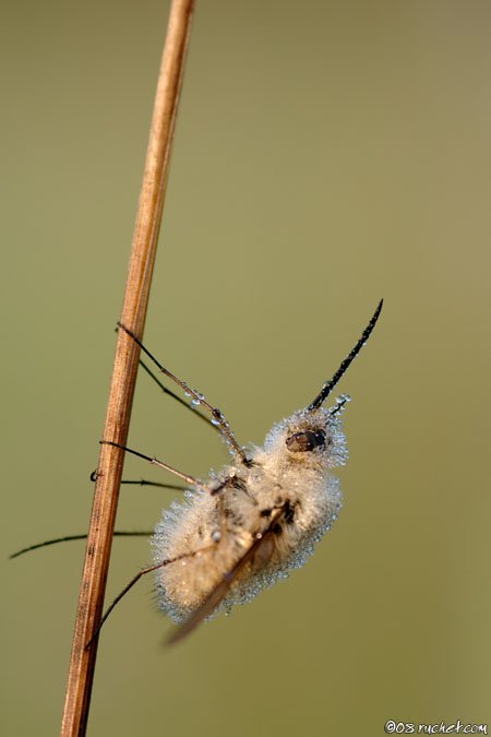 Bee Fly - Bombylius sp.