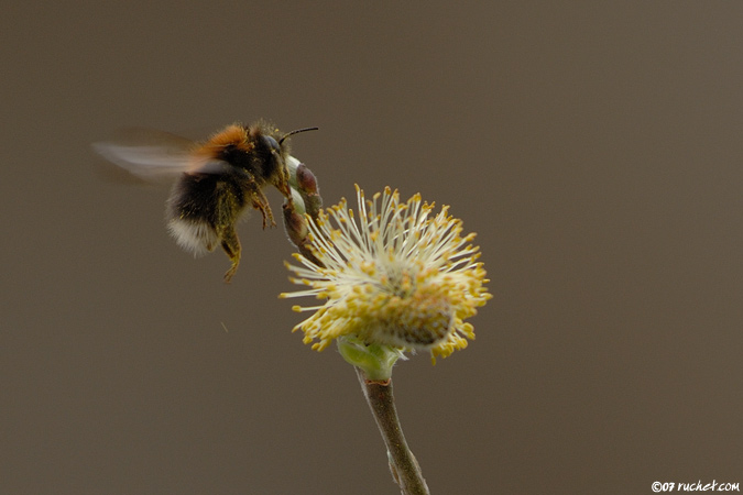 Tree Bumblebee - Bombus hypnorum