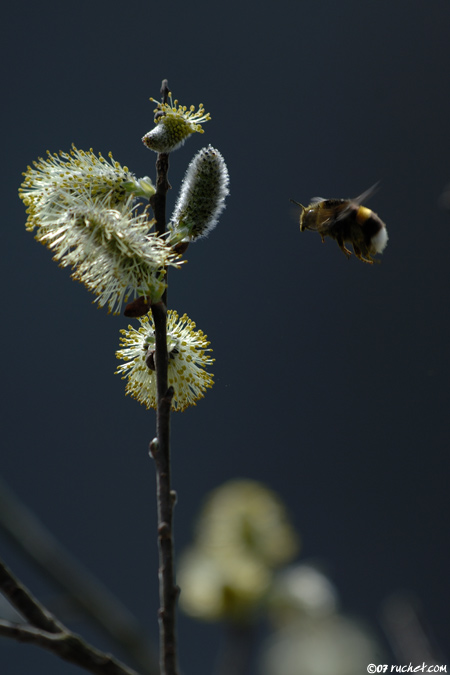 Buff-tailed bumblebee - Bombus terrestris